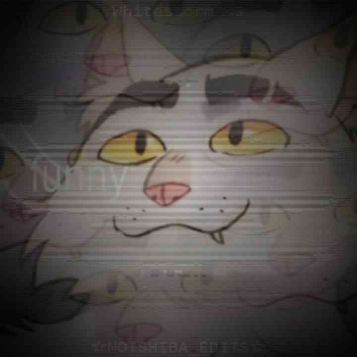 maybe, just MAYBE ts will get on mix. Also.. WHITESTORN MY BABYYYY I LOVE HIM SMMMM 😭😭💔 #mix #mixable #warriorcats #kinemasterpleasedontreject #plsgoviral #whitestorm #waca #wacaedit #warriorcatsedit #warriors #books #character #edit #gacha #cat #cats