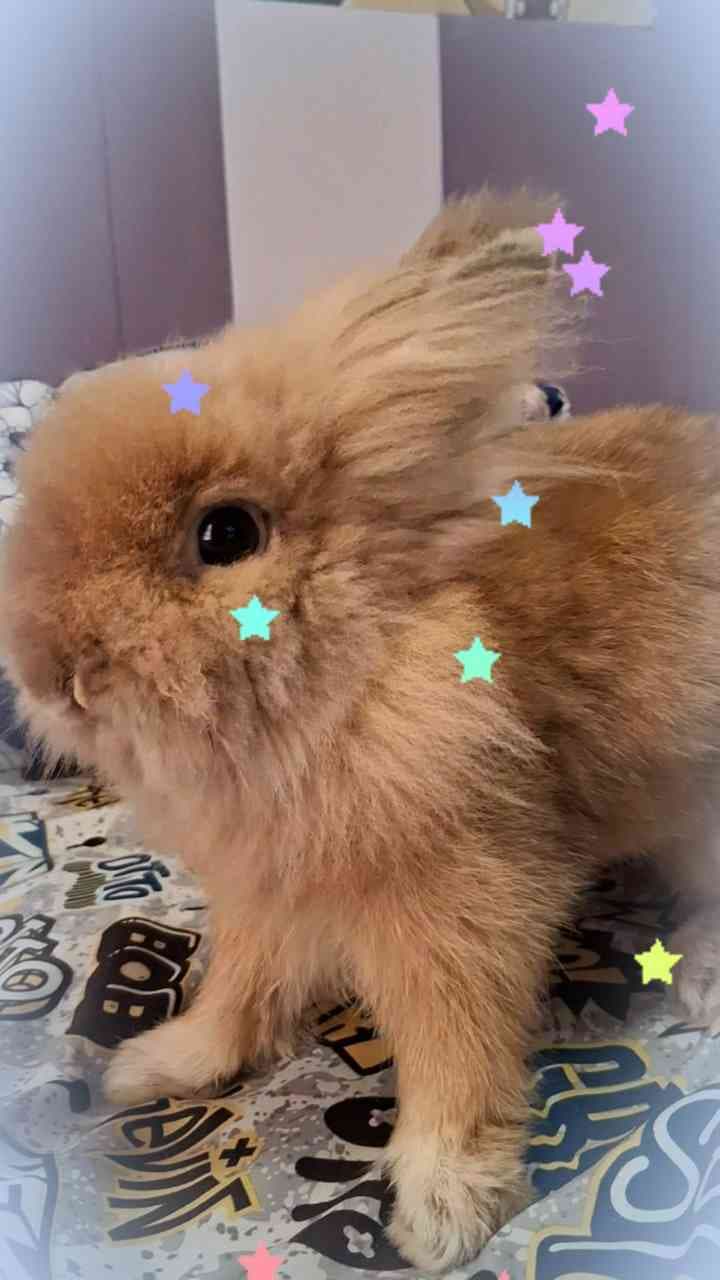 Bunny Foo-Foo vid cuz I have editor's block |○ #slick #cute #bunny #rabbit #pet #silly #seranipoji #pipopipo #iloveanimals #fillerpost #idkwhattopost #cutie #freeaudio #slickisthegoat #imsillyimsillyimsillyimsillyimsillyimsillyimsillyimsillyimsilly