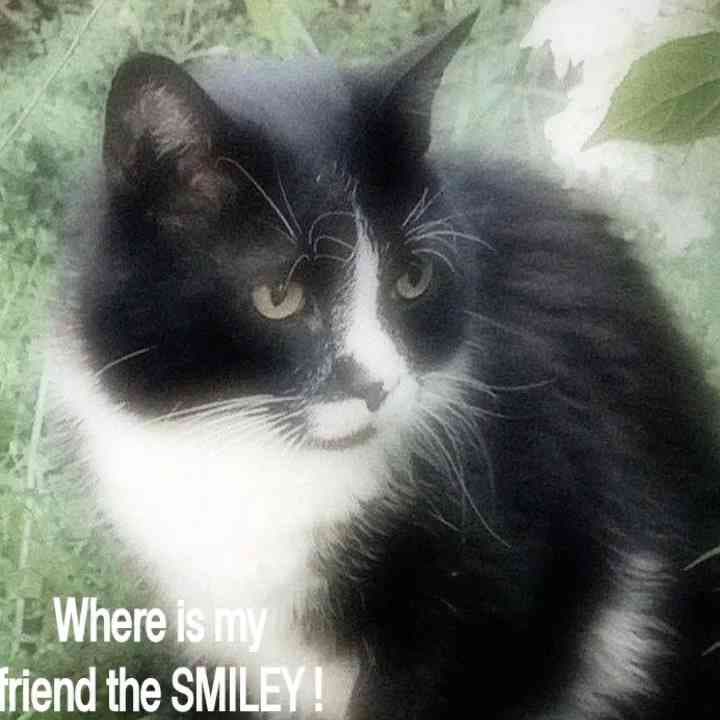 Kitty edittt !! >< #Cats #edit #viral #mix #mixable